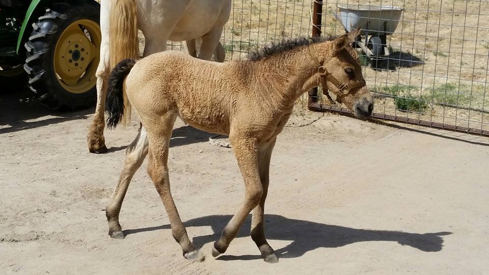 The Bashkir Curly Horse